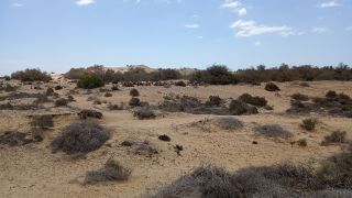 GC-Camello Safari (Maspalomas)-32.jpg